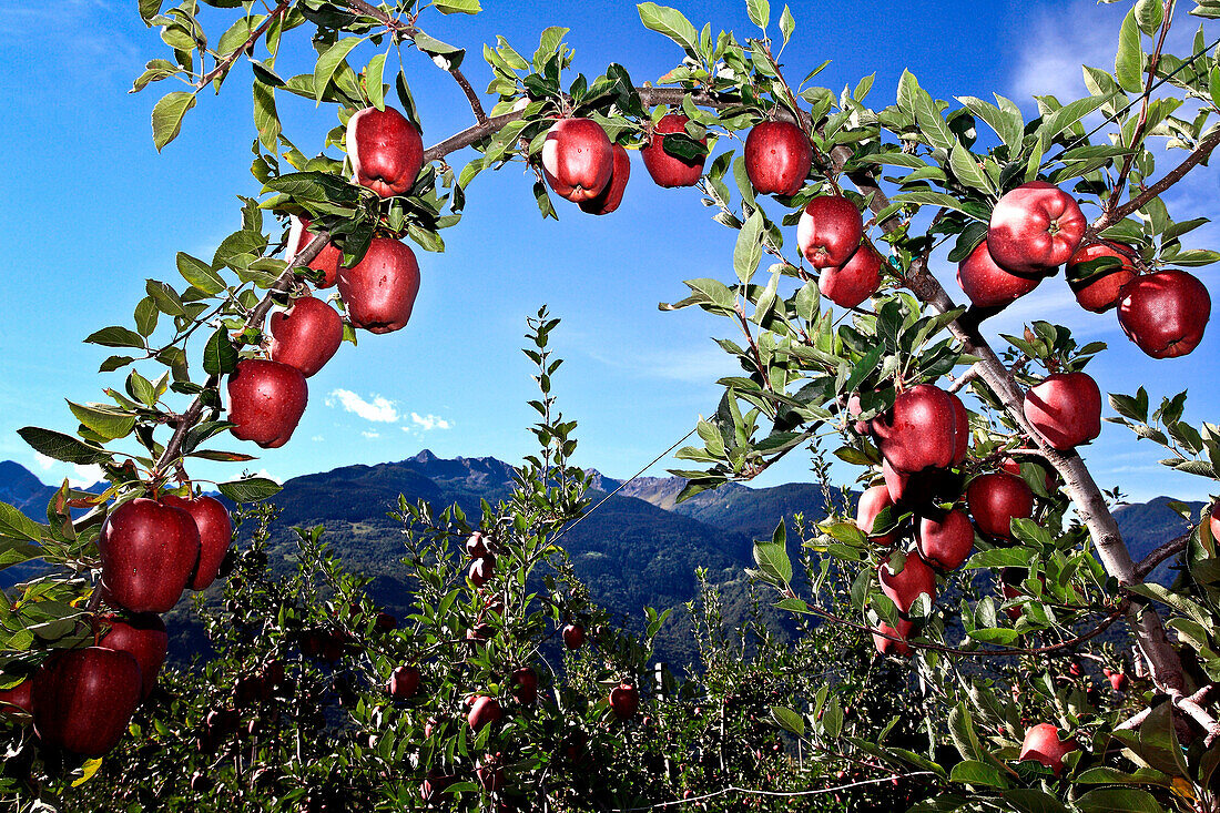 Red apples on tree, Lombardy, Italy