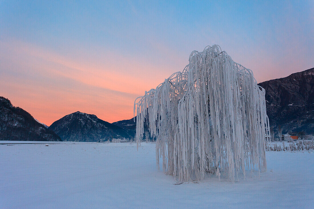 Villow frost, Valtellina, Lombardy, Italy