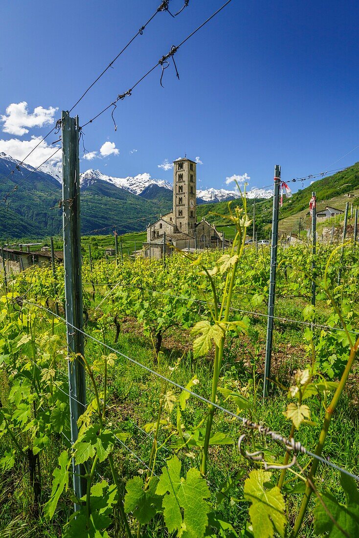 The lush green vineyards of Valtellina in the background the church tower of the village of Bianzone, Province of Sondrio, Lombardy, Italy, Europe