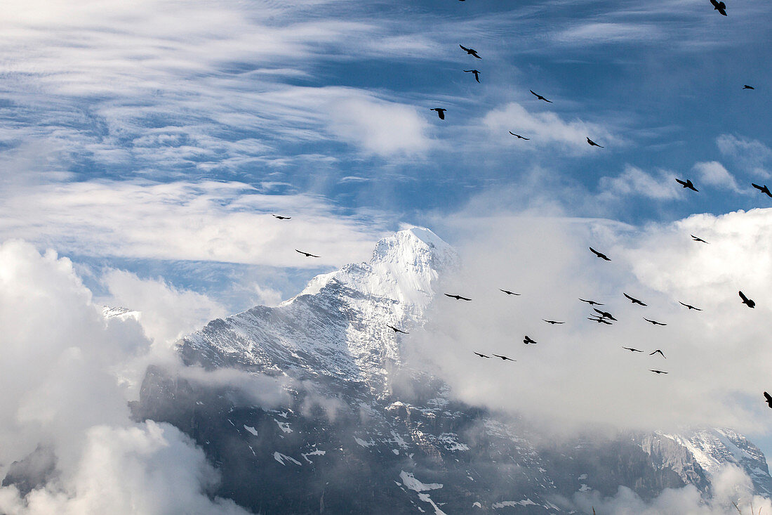 Birds flying over Mount Eiger First Grindelwald Bernese Oberland Canton of Berne Switzerland Europe