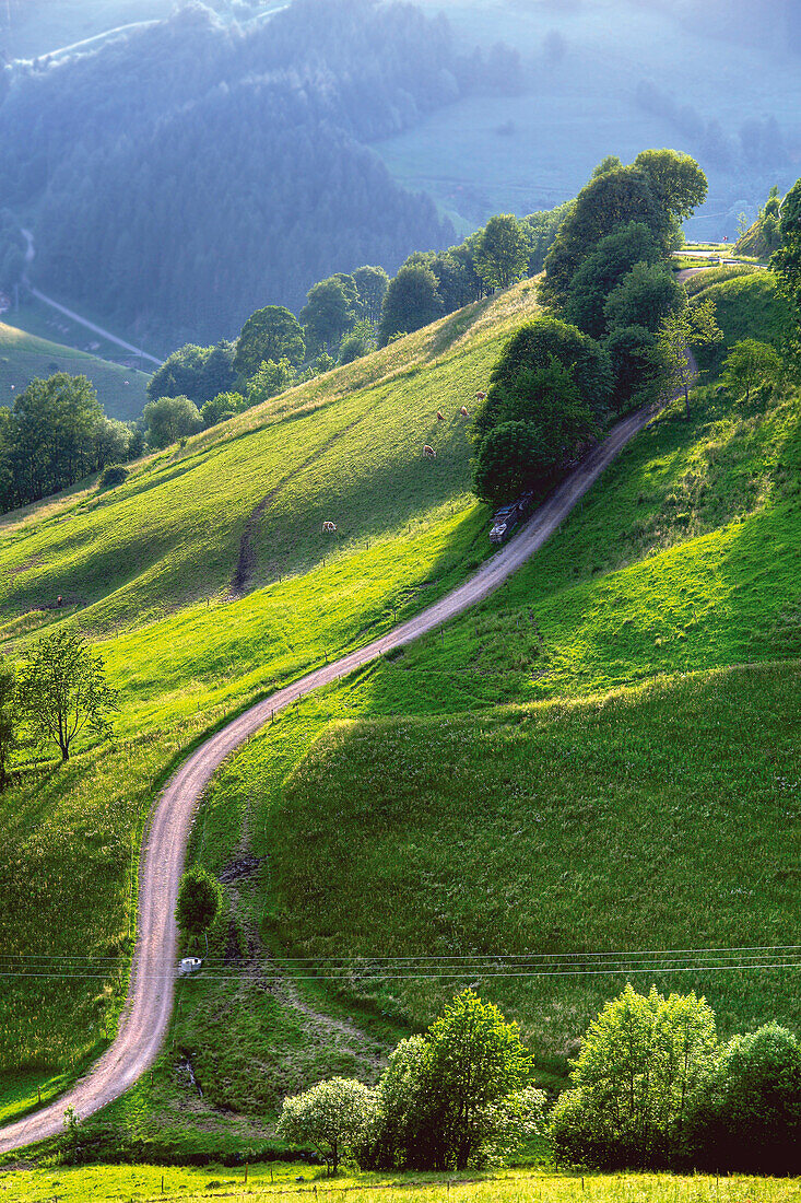 Landschaft, Münstertal, Schwarzwald, Deutschland