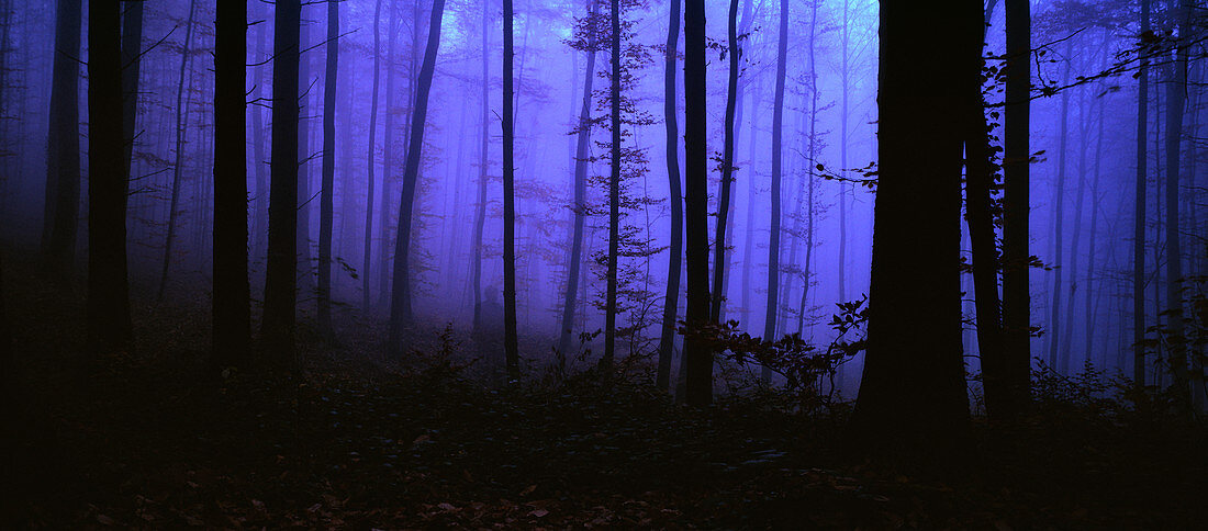 blue hour, Forest, Black Forest, Germany