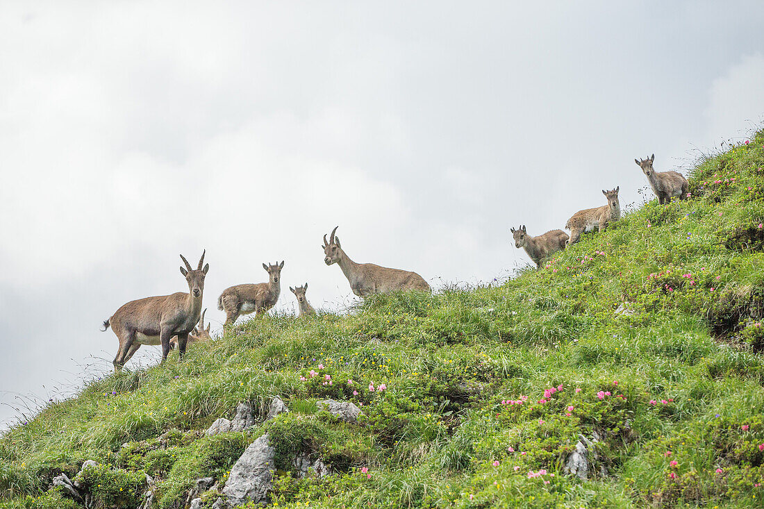 Junge Steinböcke in der Nähe des Muttlerkopfes in den Alpen