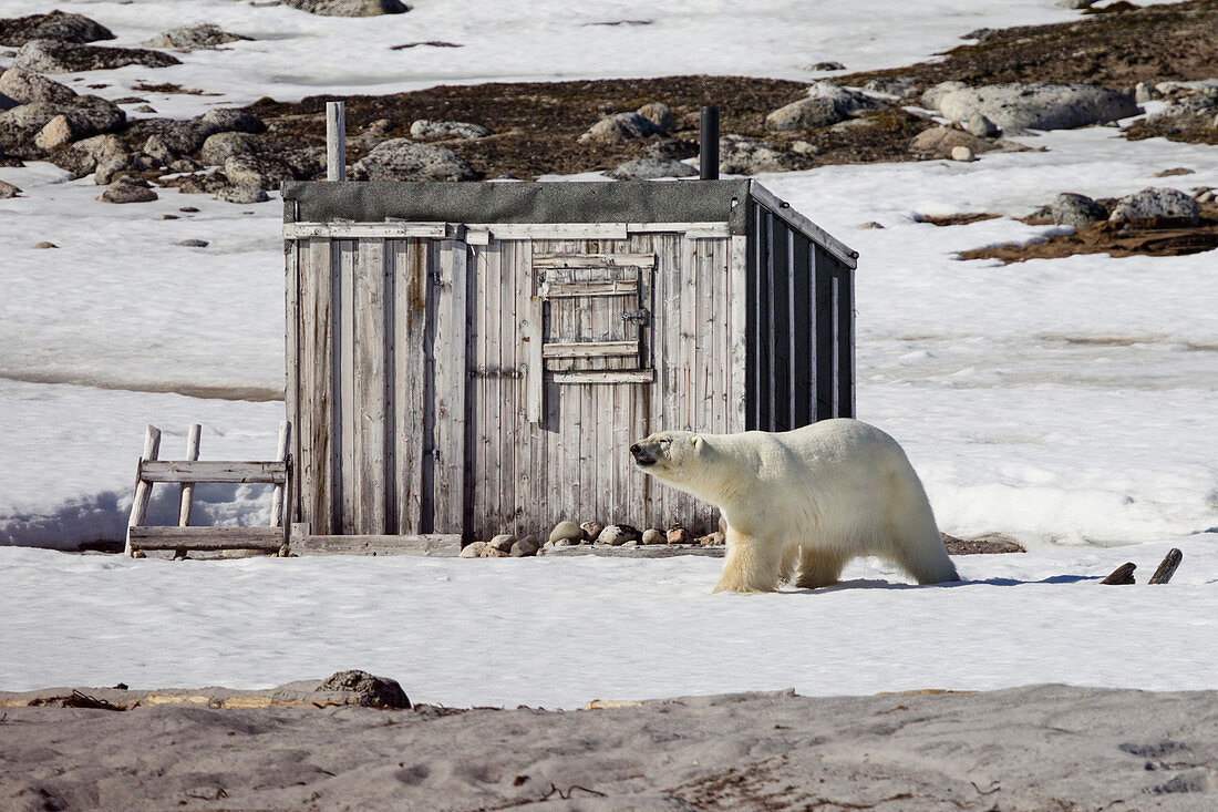Eisbär auf der Insel Phippsøya vor Jagdhütte Spitzbergen, Svalbard