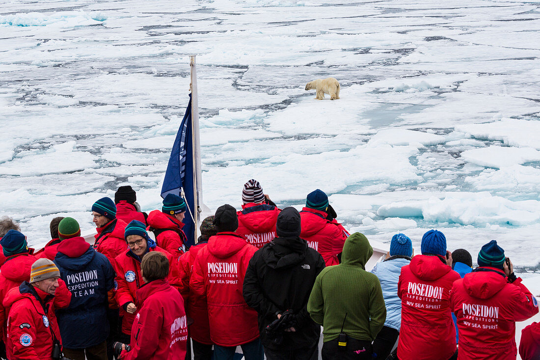 Touristen beobachten Eisbär auf Eisschollen, Packeis an der Eiskante auf 81°14,3N und 021°08,6 E Spitzbergen, Svalbard