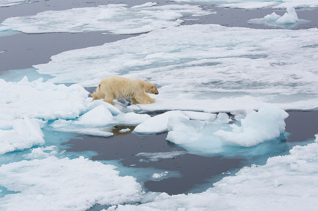 Eisbär auf Eisschollen, an der Eiskante 81°23,0N, 021°56,2E Spitzbergen, Svalbard