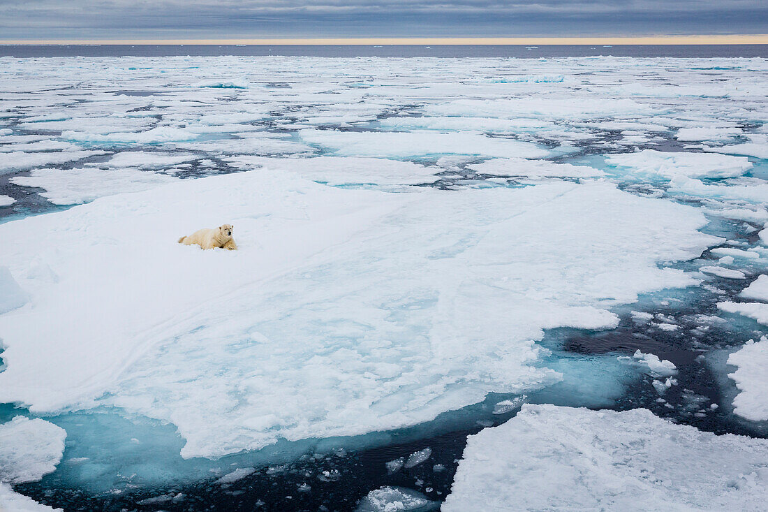 Eisbär auf Eisschollen, an der Eiskante auf 81°14,3N und 021°08,6 E Spitzbergen, Svalbard