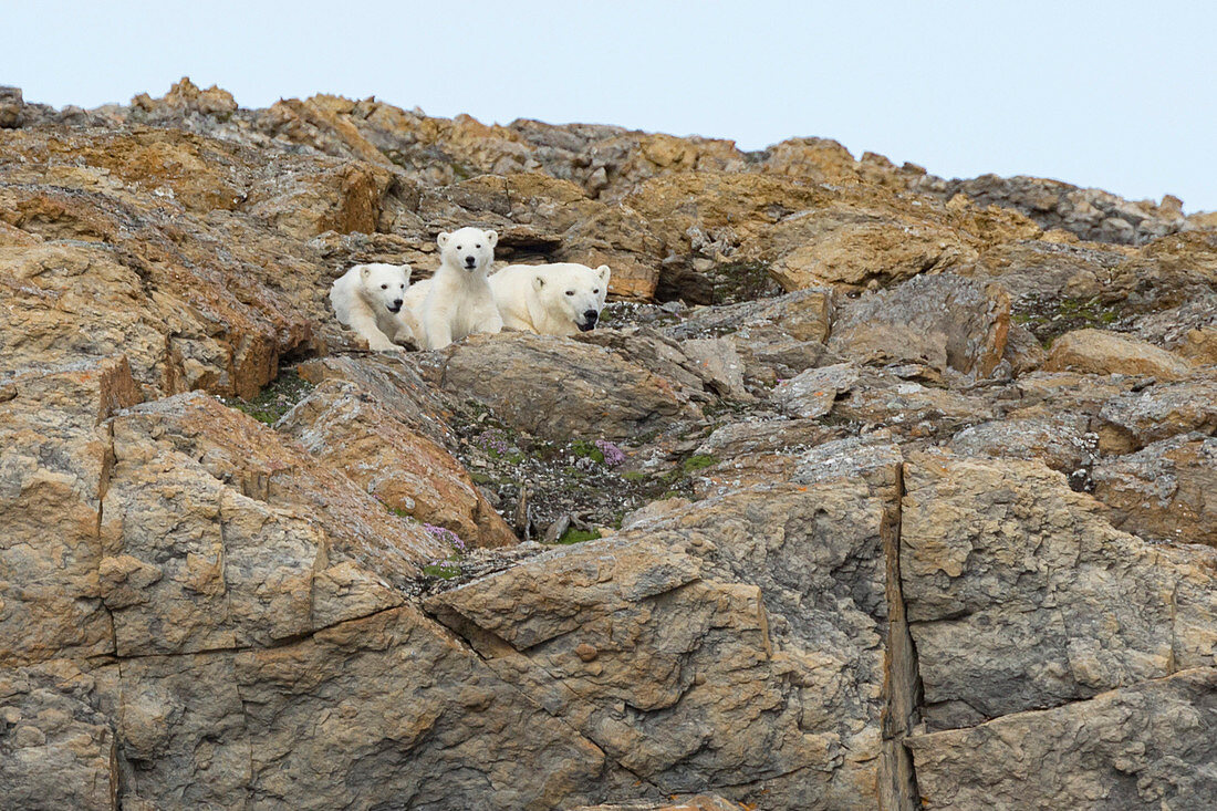 Polar bear mother with two  cubs Gasbergkilen, Spitzbergen, Svalbard