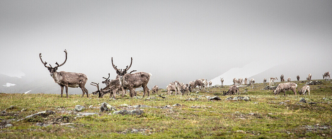 Eine Herde Rentiere in der Tundra, zwischen Kebnekaise Fjällstation und Singistugorna, Lappland, Schweden.