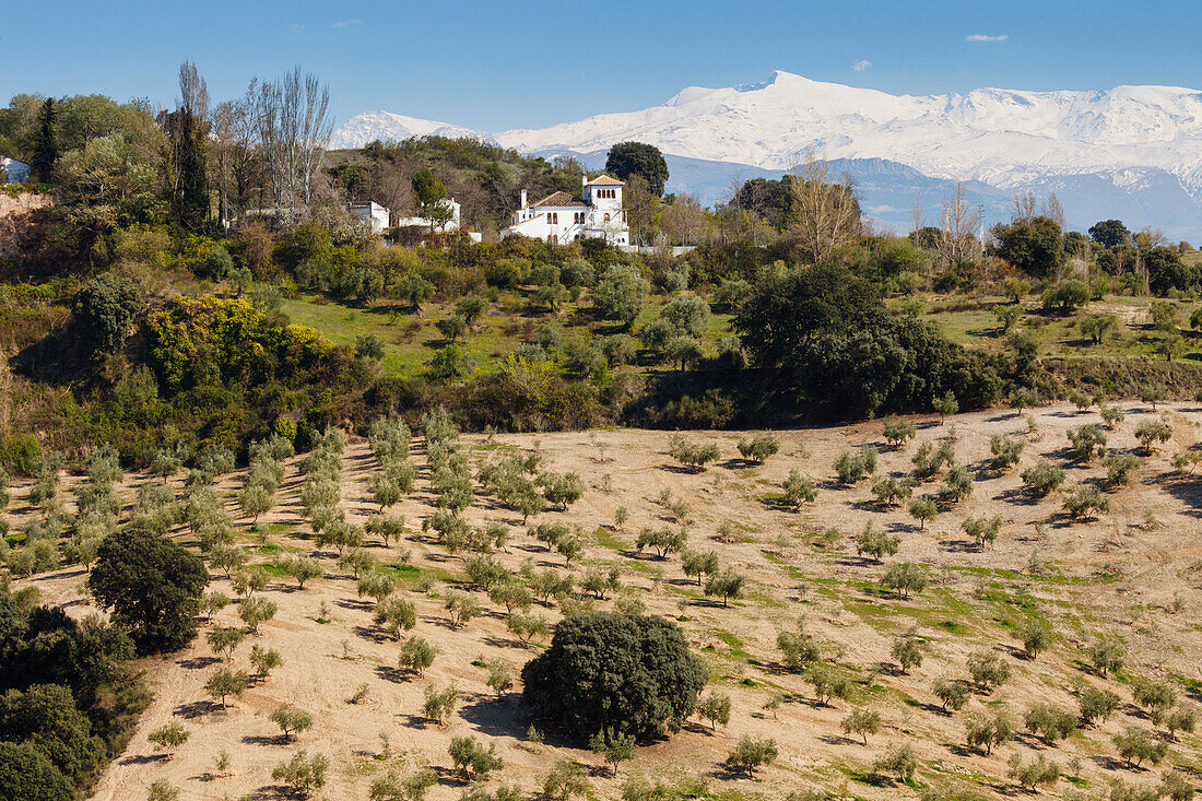 Landhaus mit Olivenbäumen, Sierra Nevada, Berge mit Schnee, bei Granada, Provinz Granada, Alhambra und Sierra Nevada, Granada, Andalusien, Spanien, Europa