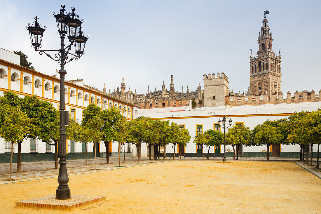Patio de las Banderas with orange trees, view to Giralda, bell tower of the cathedral, UNESCO World Heritage, Sevilla, Seville, Andalucia, Spain, Europe