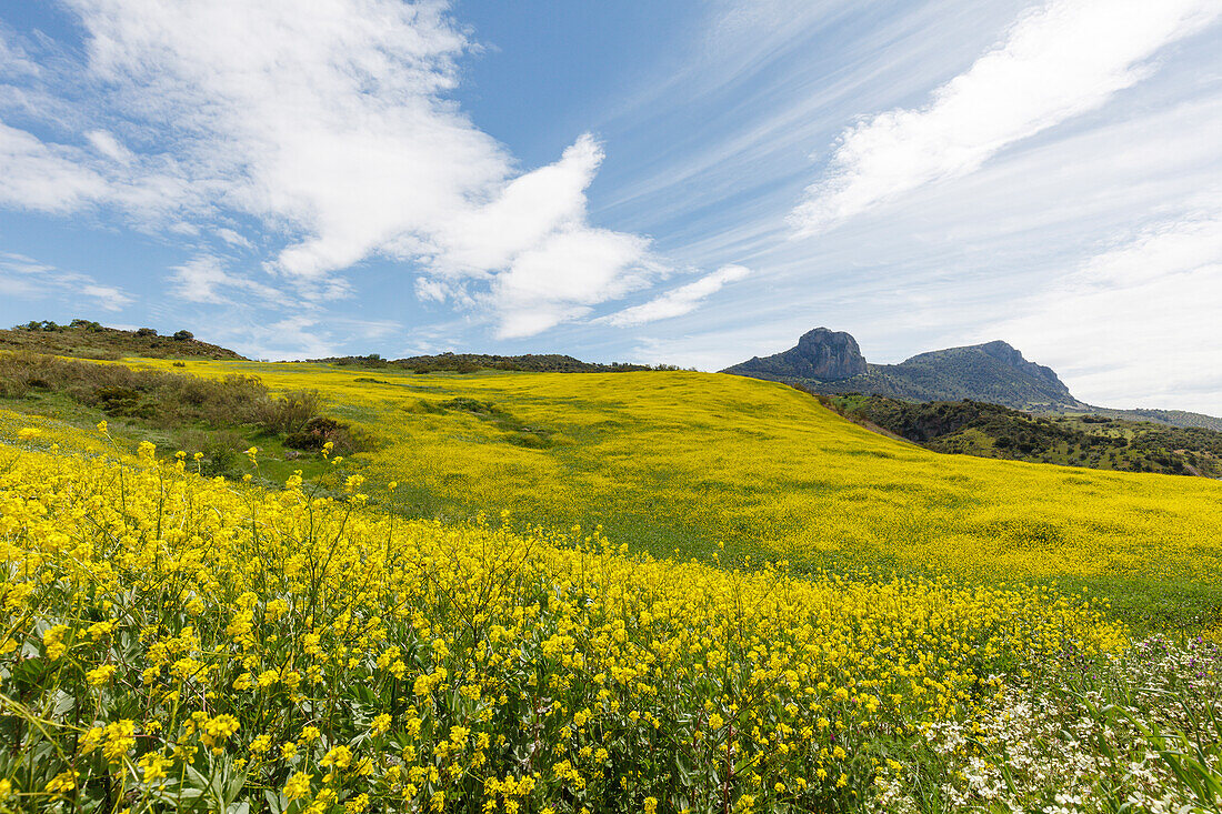 Bergland von Ronda, Serrania de Ronda, b. Ronda, Provinz Malaga, Andalusien, Spanien, Europa