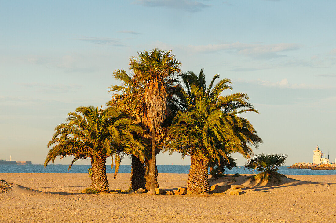 Strand, Palmen, Leuchtturm, El Puerto de Santa Maria, Provinz Cadiz, Andalusien, Spanien, Europa