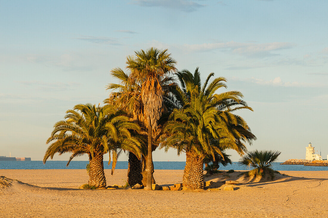 beach with palm trees, lighthouse in the background, El Puerto de Santa Maria, Cadiz province, Andalucia, Spain, Europe