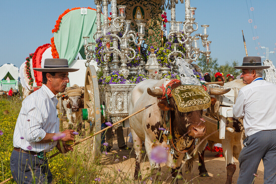 Boyeros with Simpecado cart, El Rocio pilgrimage, Pentecost festivity, Huelva province, Sevilla province, Andalucia, Spain, Europe