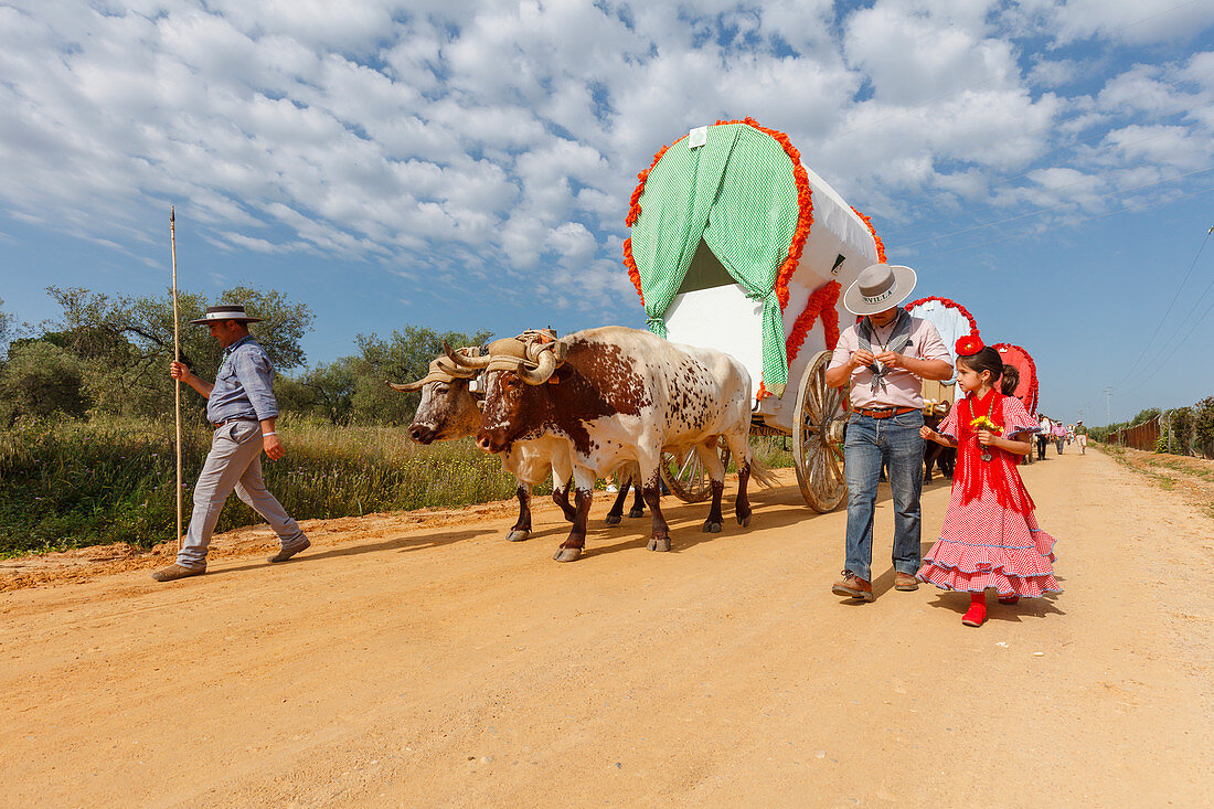 caravan of ox carts, El Rocio, pilgrimage, Pentecost festivity, Huelva province, Sevilla province, Andalucia, Spain, Europe