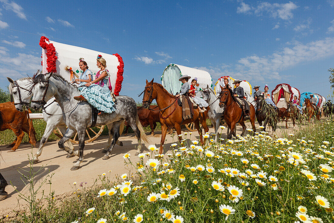 blühende Wiese, Frühling, Reiter, Karawane der Ochsenkarren, El Rocio, Wallfahrt nach El Rocio, Fest, Pfingsten, Provinz Huelva, Provinz Sevilla, Andalusien, Spanien, Europa