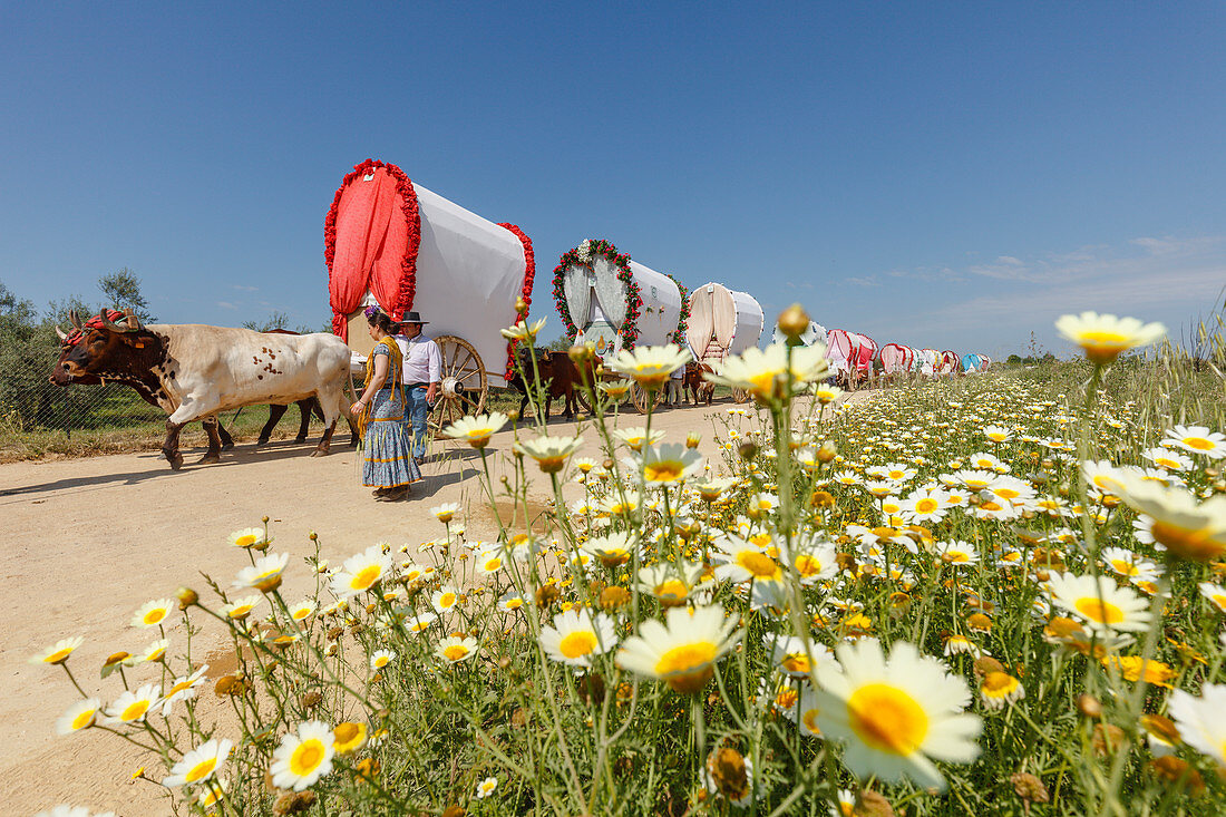 blühende Wiese, Frühling, Karawane der Ochsenkarren, El Rocio, Wallfahrt nach El Rocio, Fest, Pfingsten, Provinz Huelva, Provinz Sevilla, Andalusien, Spanien, Europa