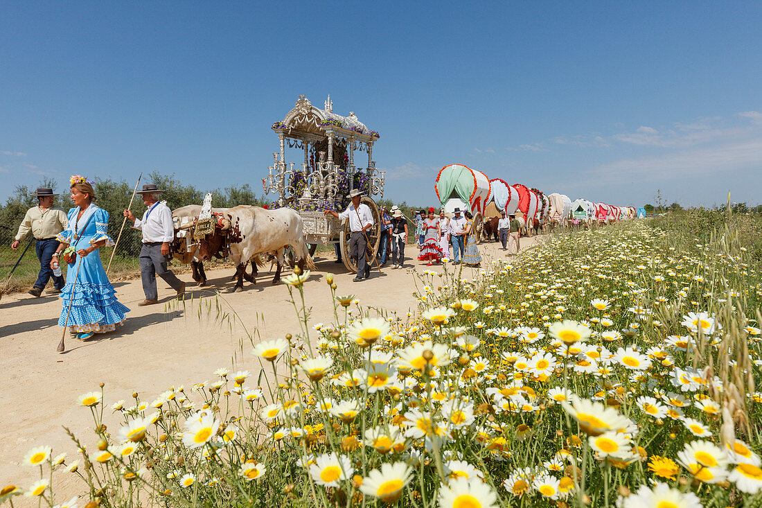 Blooming meadow in Spring, caravan of ox carts, Simpecado cart, El Rocio, pilgrimage, Pentecost festivity, Huelva province, Sevilla province, Andalucia, Spain, Europe