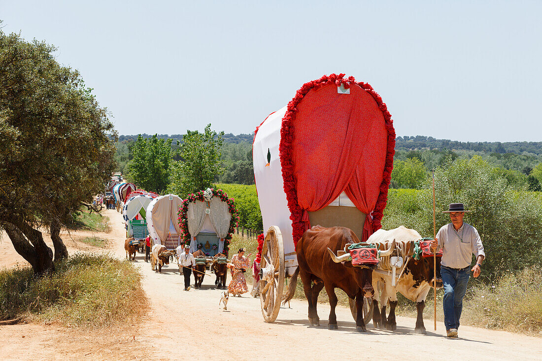 Karawane der Ochsenkarren, El Rocio, Wallfahrt nach El Rocio, Fest, Pfingsten, Provinz Huelva, Provinz Sevilla, Andalusien, Spanien, Europa