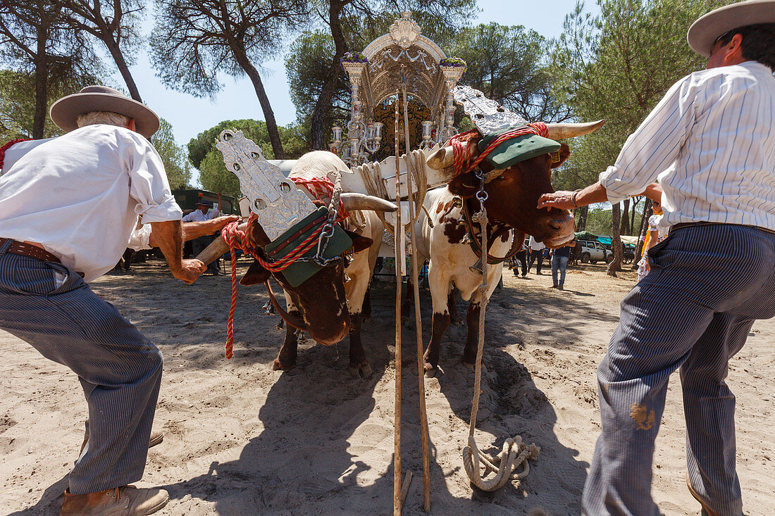 Boyeros pulling the oxen, Simpecado cart, El Rocio pilgrimage, Pentecost festivity, Huelva province, Sevilla province, Andalucia, Spain, Europe