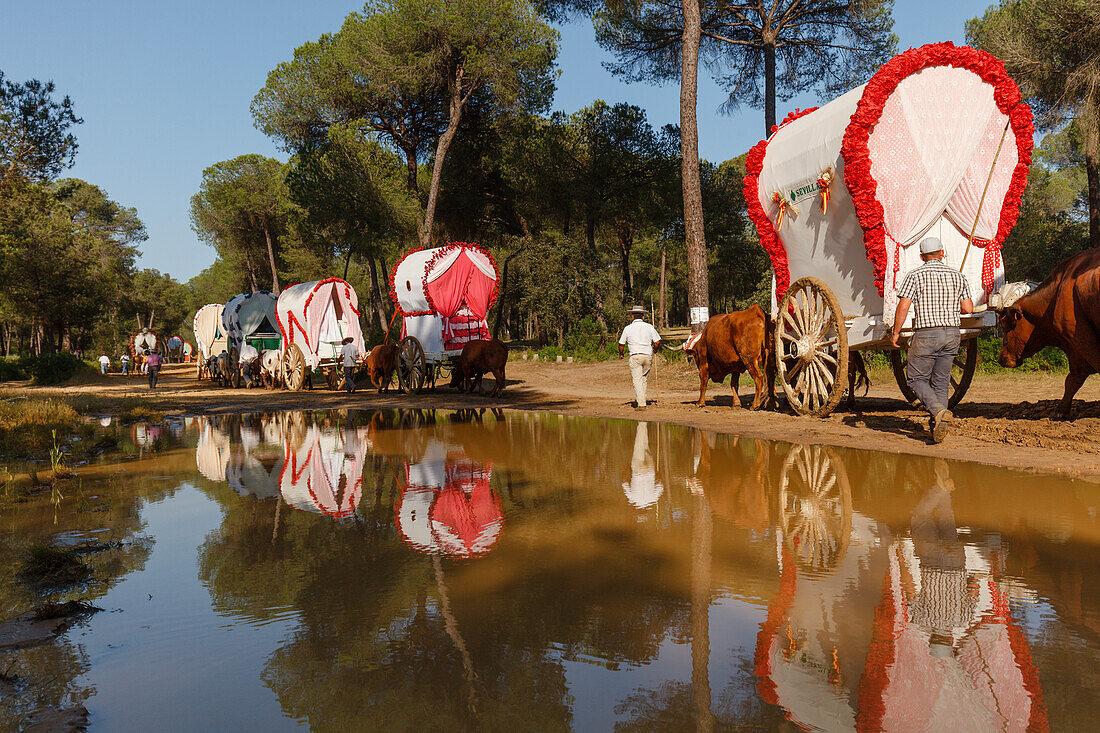 Karawane der Ochsenkarren, Wasserspiegelung, El Rocio, Wallfahrt nach El Rocio, Fest, Pfingsten, Provinz Huelva, Provinz Sevilla, Andalusien, Spanien, Europa