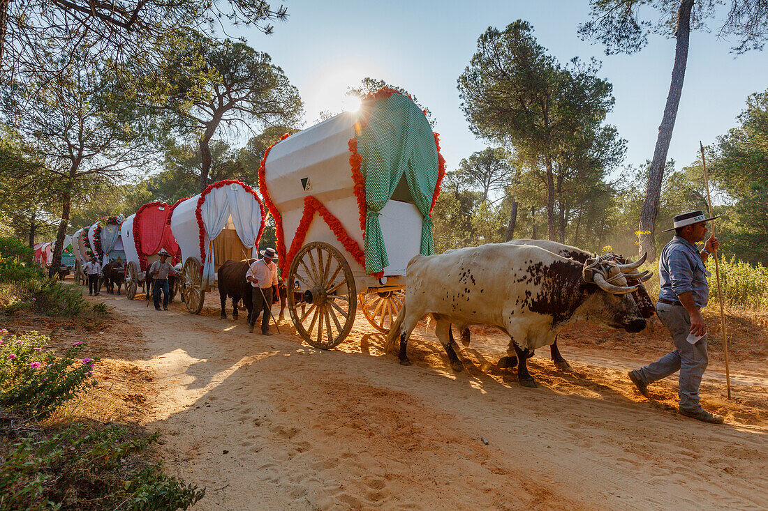 Karawane der Ochsenkarren, El Rocio, Wallfahrt nach El Rocio, Fest, Pfingsten, Provinz Huelva, Provinz Sevilla, Andalusien, Spanien, Europa