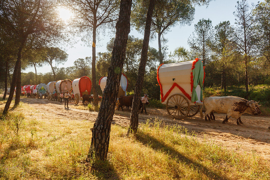 caravan of ox carts, El Rocio pilgrimage, Pentecost festivity, Huelva province, Sevilla province, Andalucia, Spain, Europe
