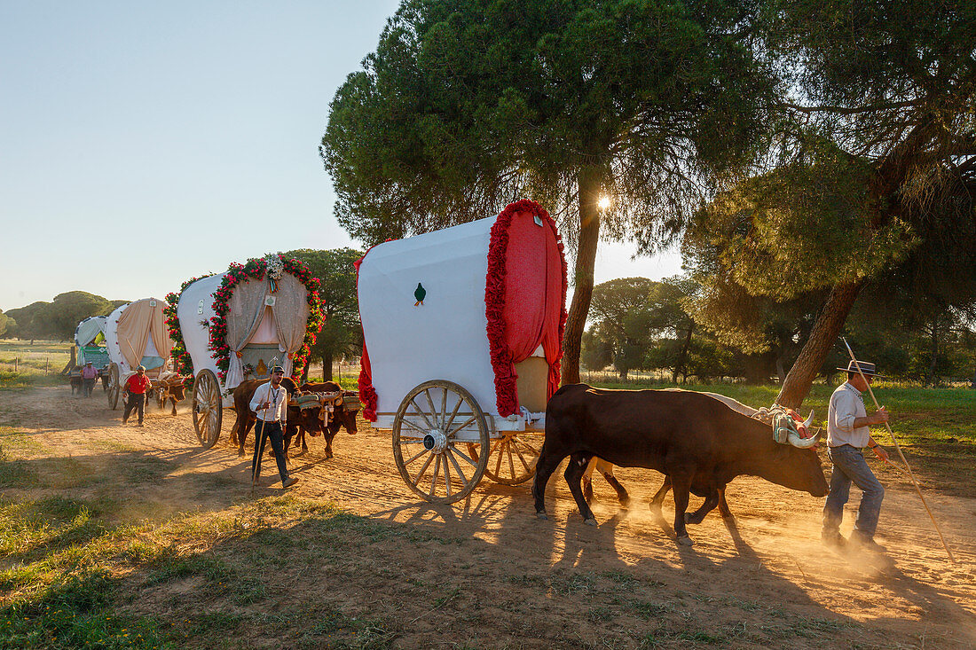 Karawane der Ochsenkarren, El Rocio, Wallfahrt nach El Rocio, Fest, Pfingsten, Provinz Huelva, Provinz Sevilla, Andalusien, Spanien, Europa