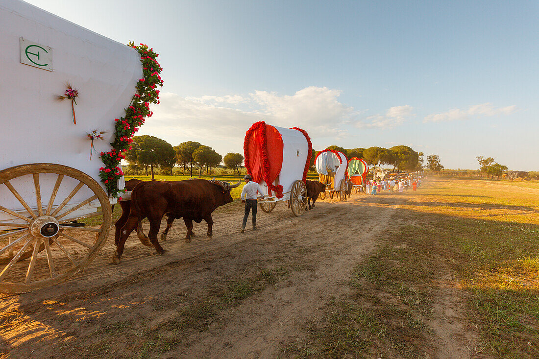 Karawane der Ochsenkarren, El Rocio, Wallfahrt nach El Rocio, Fest, Pfingsten, Provinz Huelva, Provinz Sevilla, Andalusien, Spanien, Europa