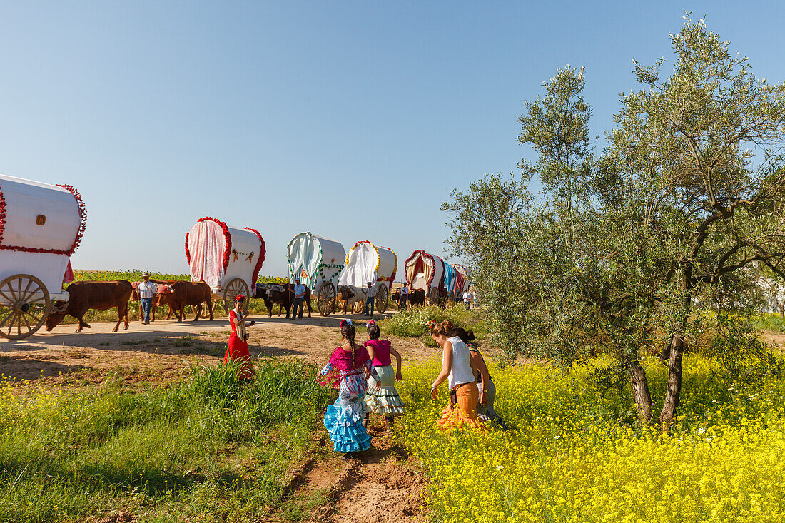 blühende Wiese, Frühling, Karawane der Ochsenkarren, El Rocio, Wallfahrt nach El Rocio, Fest, Pfingsten, Provinz Huelva, Provinz Sevilla, Andalusien, Spanien, Europa