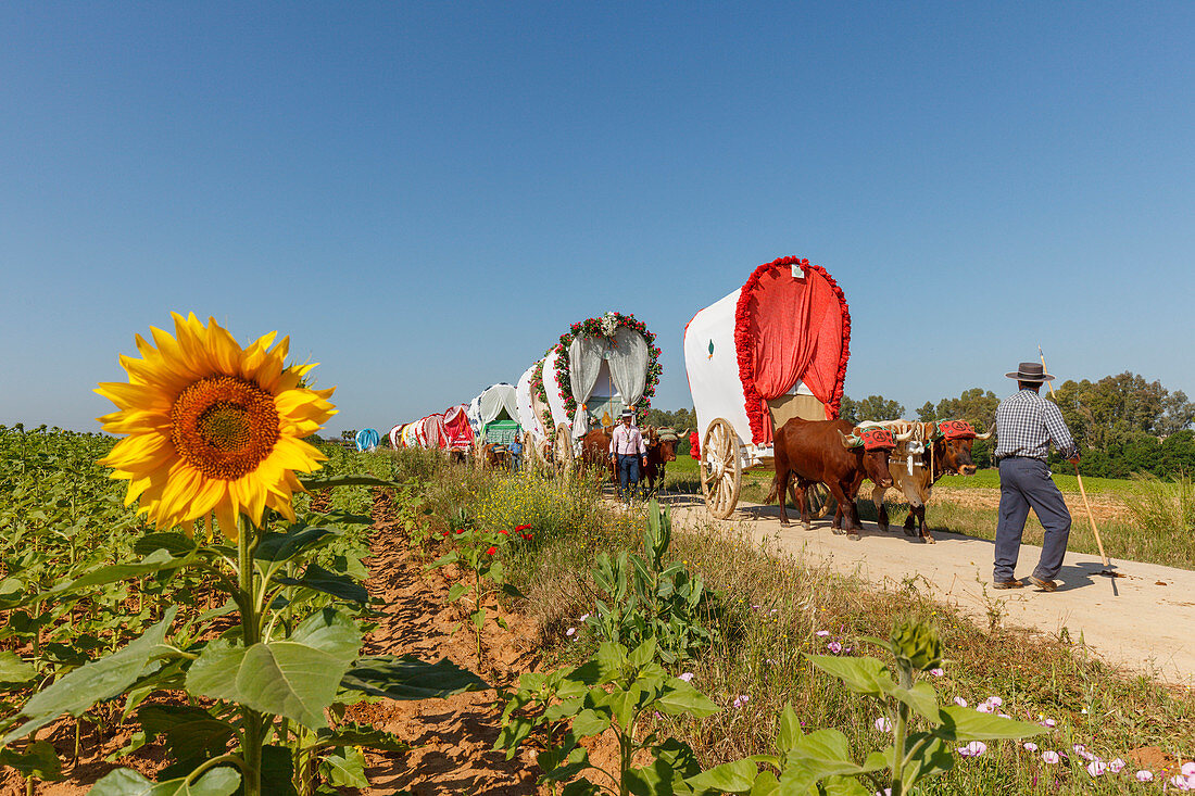 Sonnenblume, Karawane der Ochsenkarren, El Rocio, Wallfahrt nach El Rocio, Fest, Pfingsten, Provinz Huelva, Provinz Sevilla, Andalusien, Spanien, Europa