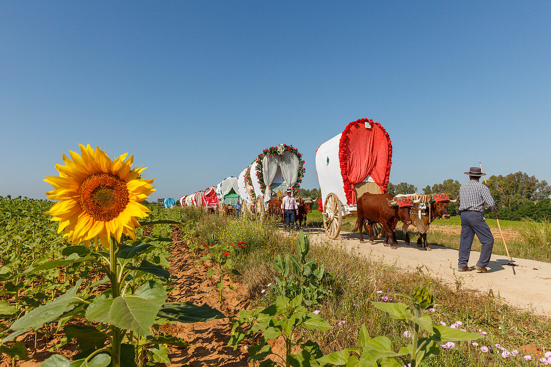 sunflower, caravan of ox carts, El Rocio, pilgrimage, Pentecost festivity, Huelva province, Sevilla province, Andalucia, Spain, Europe