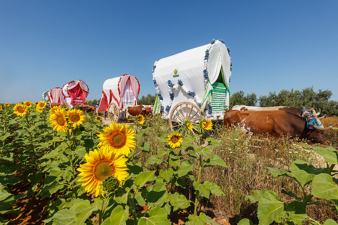 Sonnenblumenfeld, Sonnenblumen, Karawane der Ochsenkarren, El Rocio, Wallfahrt nach El Rocio, Fest, Pfingsten, Provinz Huelva, Provinz Sevilla, Andalusien, Spanien, Europa