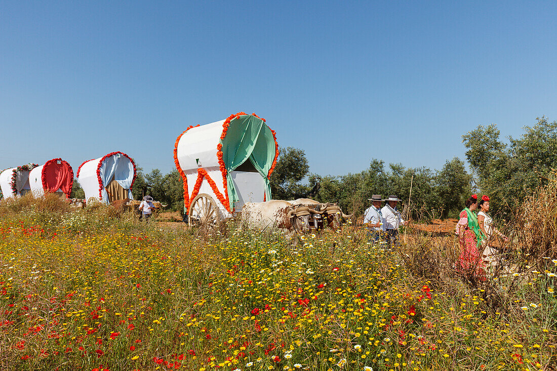 blühende Wiese, Frühling, Karawane der Ochsenkarren, El Rocio, Wallfahrt nach El Rocio, Fest, Pfingsten, Provinz Huelva, Provinz Sevilla, Andalusien, Spanien, Europa