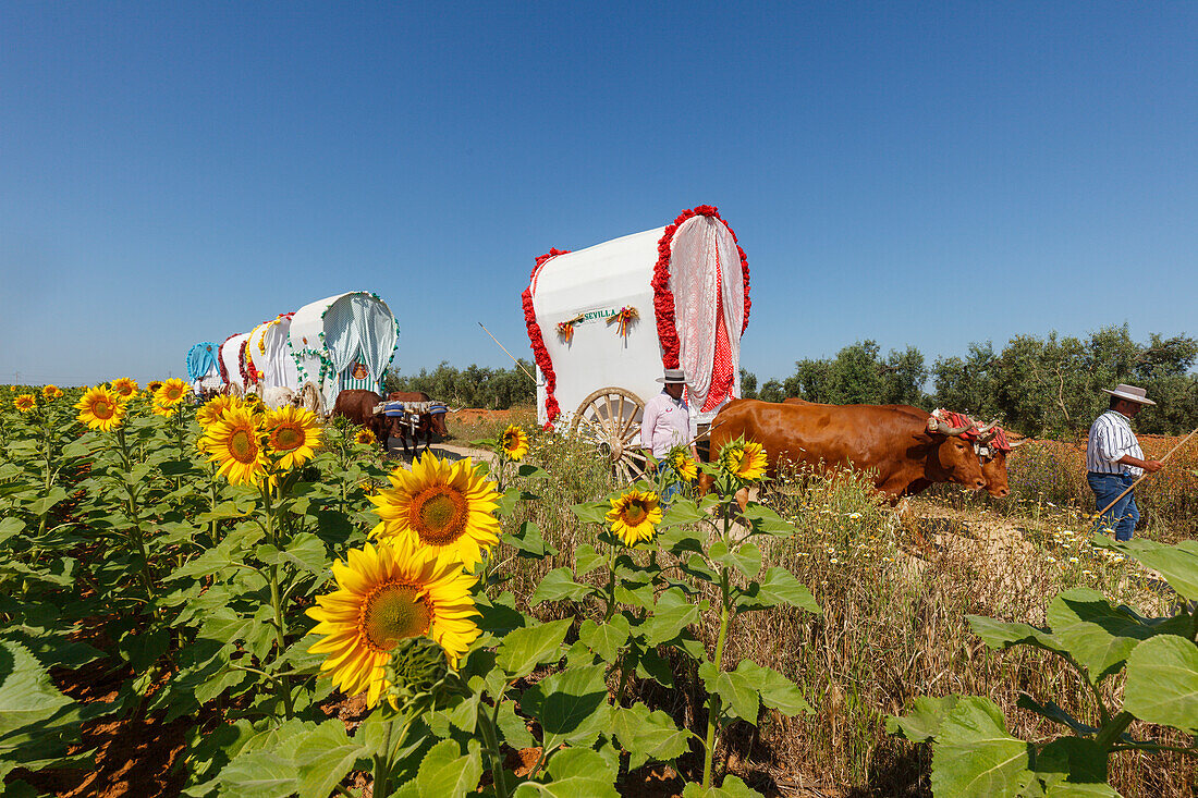 sunflower field and caravan of ox carts, El Rocio, pilgrimage, Pentecost festivity, Huelva province, Sevilla province, Andalucia, Spain, Europe
