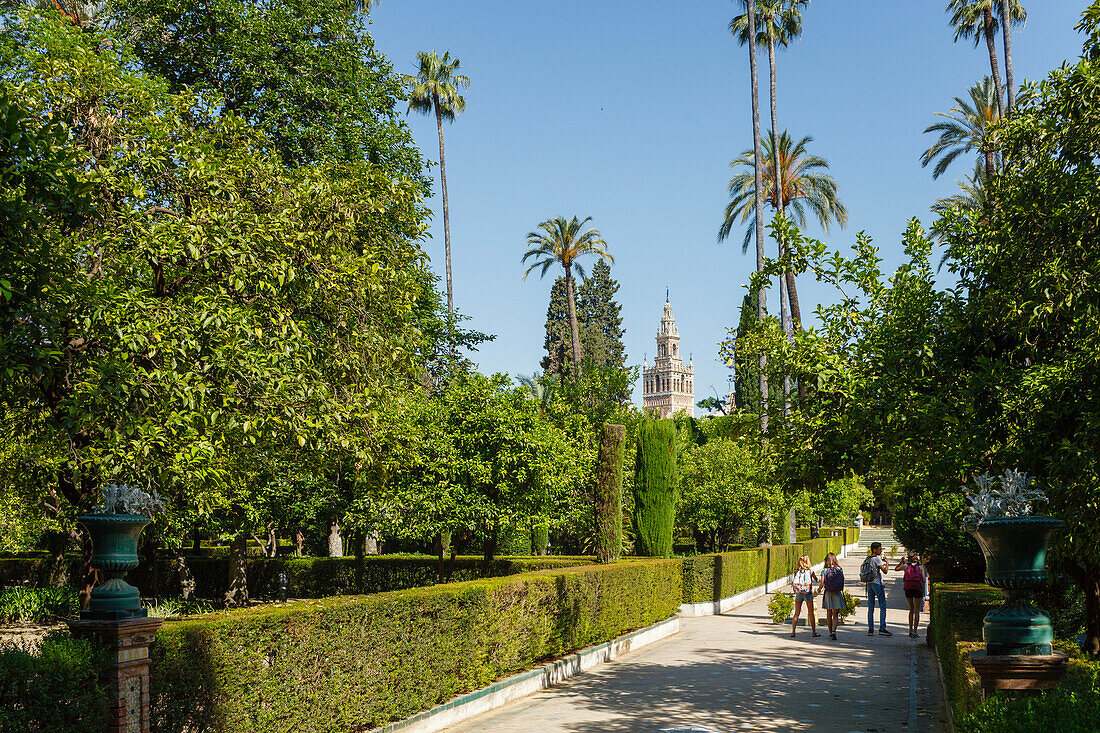 view to the Giralda, bell tower of the cathedral, palm trees in the Jardines del Real Alcazar, garden of the royal palace, UNESCO World Heritage, Sevilla, Andalucia, Spain, Europe