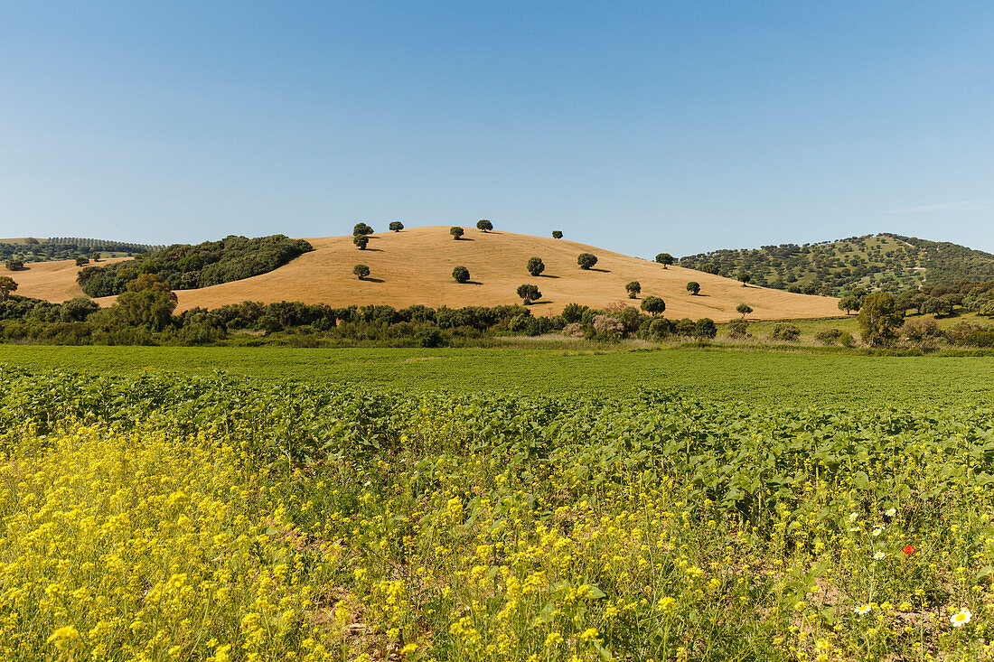 Landschaft mit Rapsfeld und Eichen, El Bosque, Arcos de la Frontera, Provinz Cadiz, Andalusien, Spanien, Europa