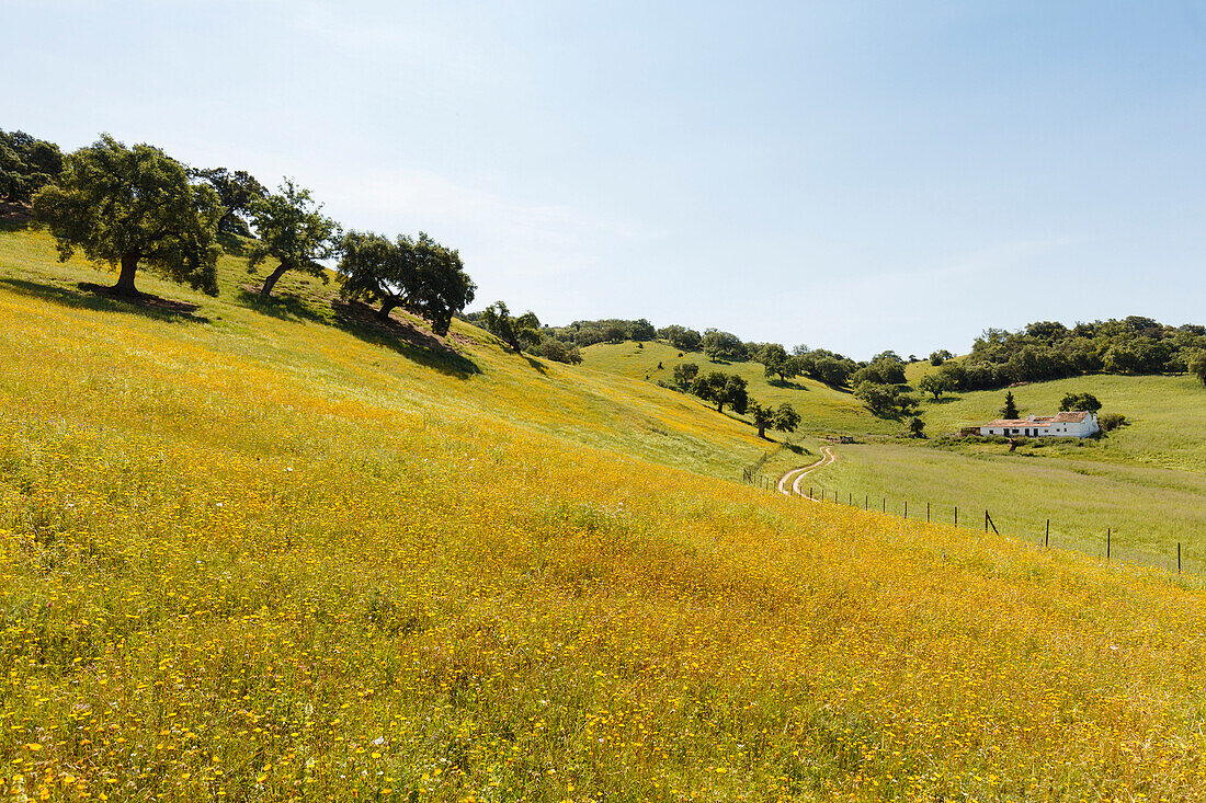 Landhaus, Blumenwiese, Frühling, El Bosque, Sierra Margarita, bei Arcos de la Frontera, Provinz Cadiz, Andalusien, Spanien, Europa