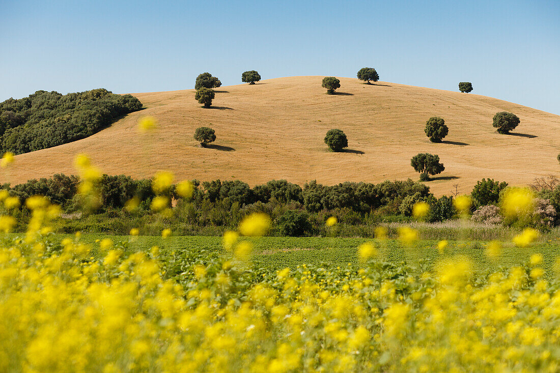 Landschaft mit Rapsfeld und Eichen, El Bosque, Arcos de la Frontera, Provinz Cadiz, Andalusien, Spanien, Europa