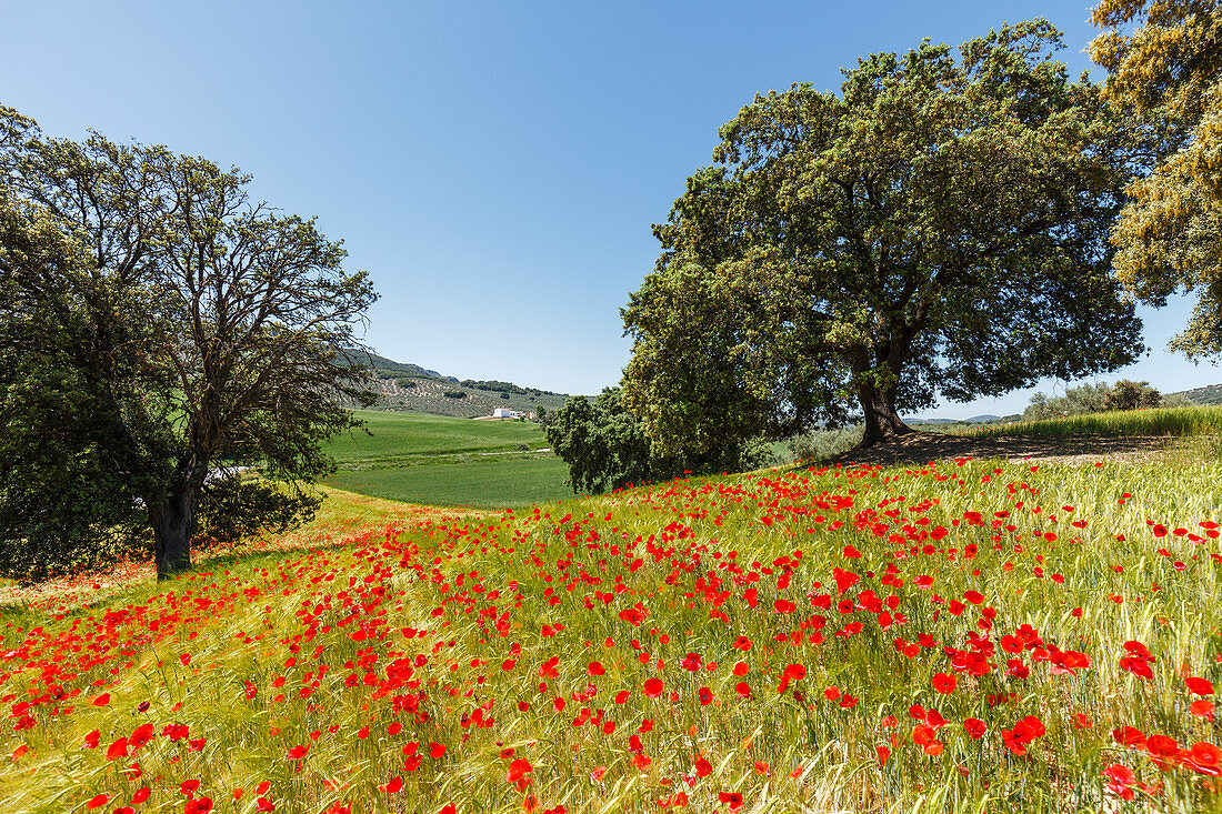 Felder mit blühendem Mohn, Mohnblüte, bei Montefrio, Provinz Granada, Andalusien, Spanien, Europa