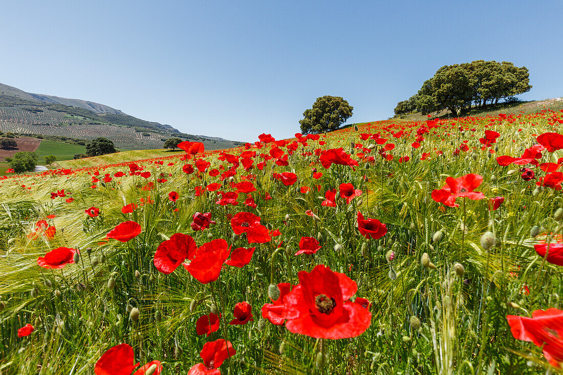 fields with flowering poppies, poppy blossom, near Montefrio, Granada province, Andalucia, Spain, Europe
