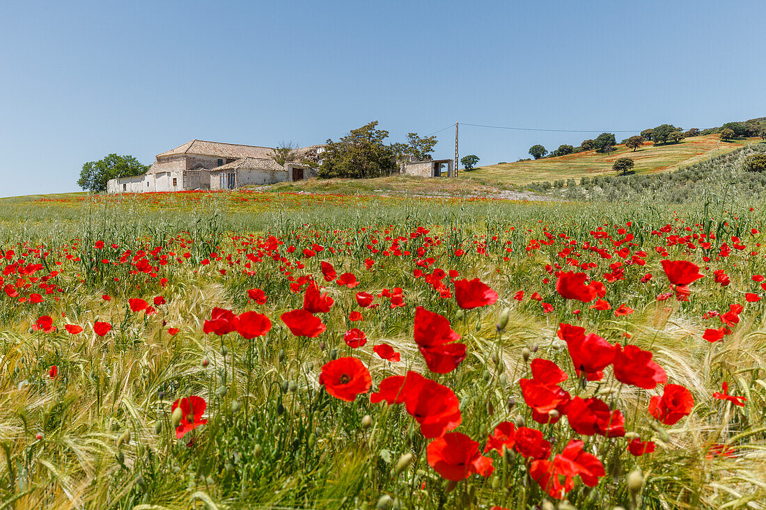 fields with flowering poppies, poppy blossom, near Montefrio, Granada province, Andalucia, Spain, Europe