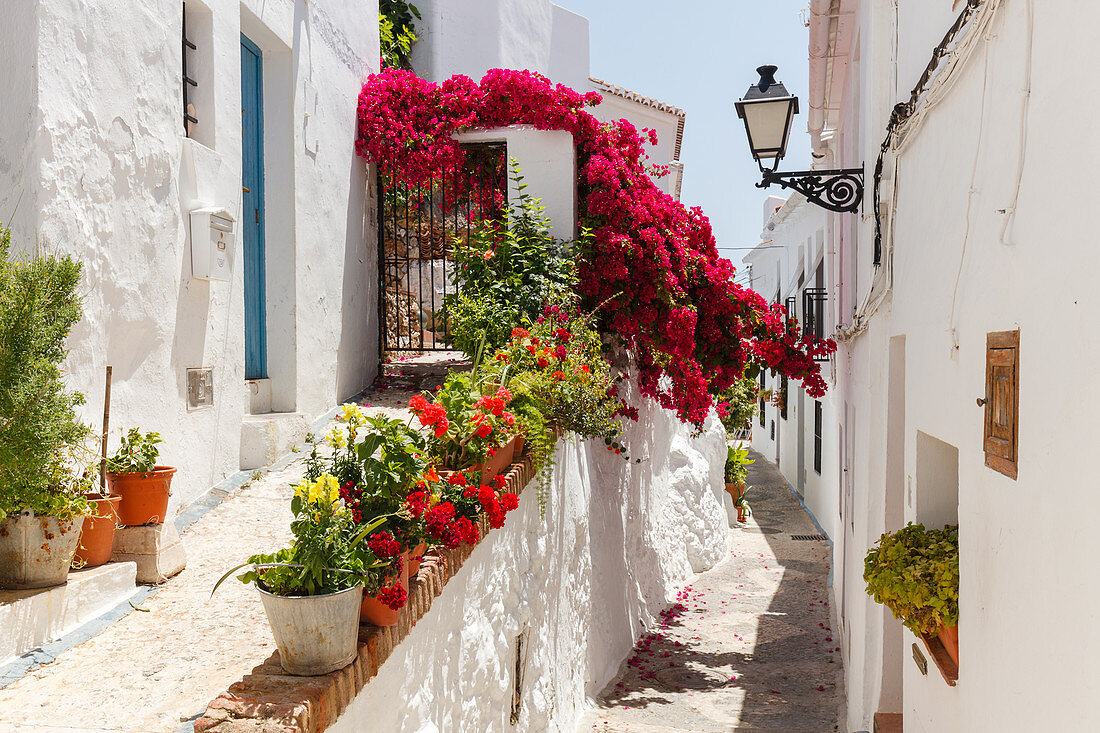 weiße Gasse mit Bougainvillea, Frigiliana, pueblo blanco, weißes Dorf, Provinz Malaga, Andalusien, Spanien, Europa