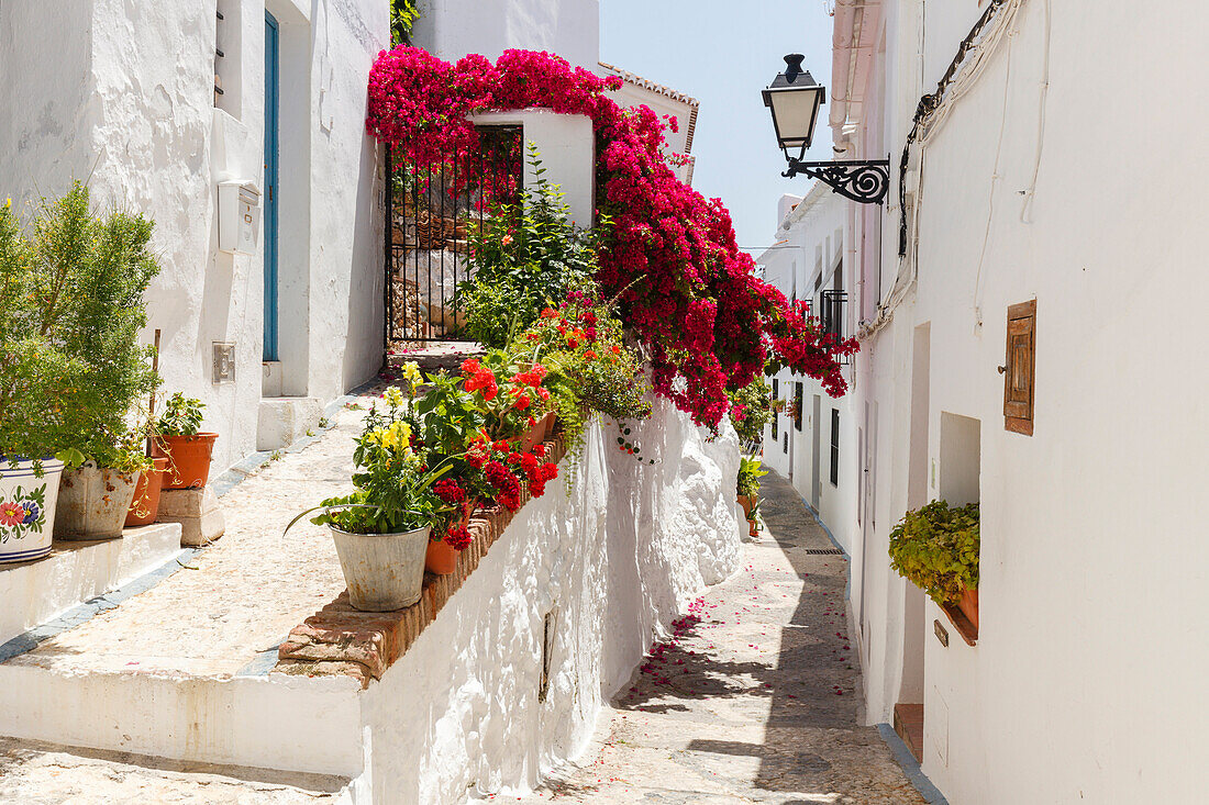 weiße Gasse mit Bougainvillea, Frigiliana, pueblo blanco, weißes Dorf, Provinz Malaga, Andalusien, Spanien, Europa