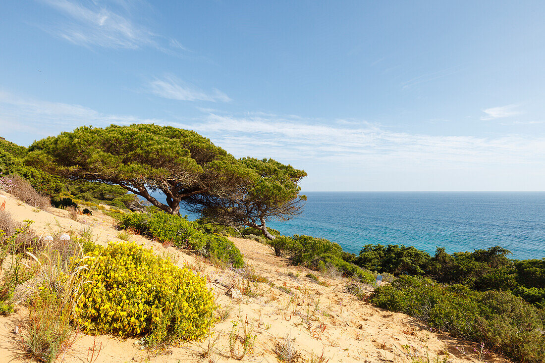 Parque Natural de la Breña, Naturpark, bei Los Caños de Meca, bei Vejer de la Frontera,  Costa de la Luz, Atlantik, Provinz Cadiz, Andalusien, Spanien, Europa