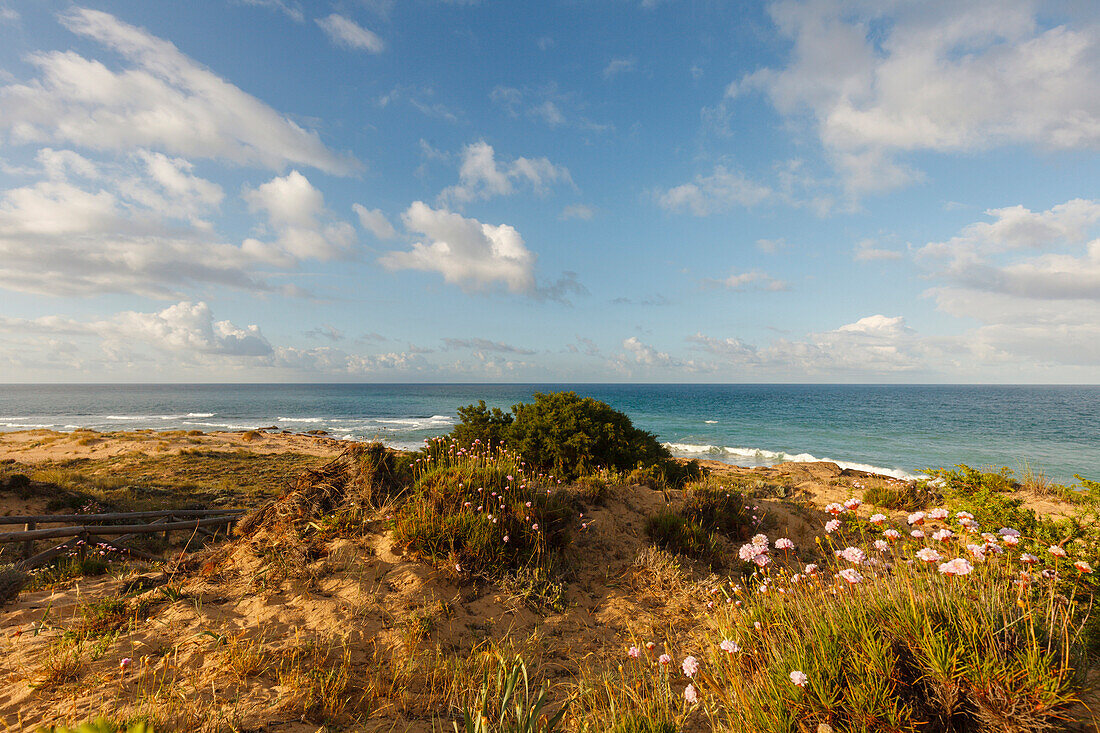 Strand-Grasnelke, lat. Armeria maritima, Küste, Cabo de Trafalgar, bei Los Caños de Meca, bei Vejer de la Frontera, Costa de la Luz, Atlantik, Provinz Cadiz, Andalusien, Spanien, Europa