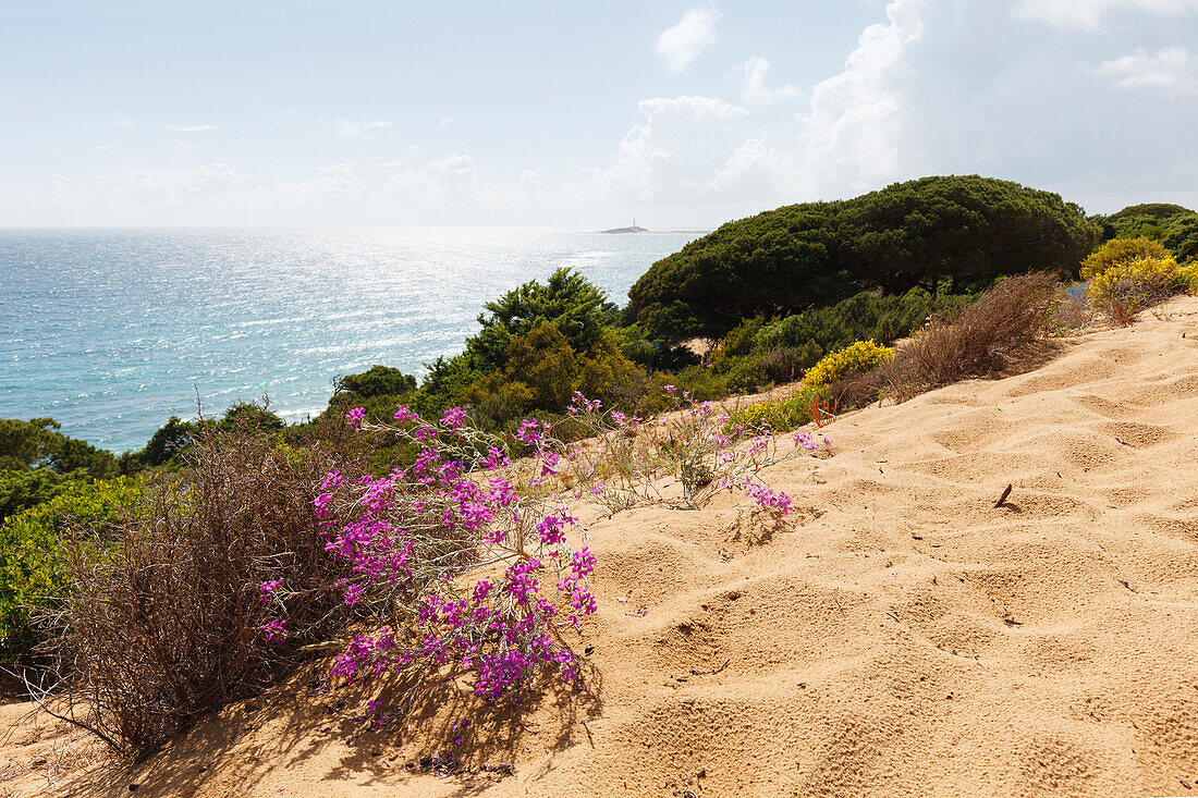 Parque Natural de la Breña, Naturpark bei Los Caños de Meca, bei Vejer de la Frontera, Costa de la Luz, Atlantik, Provinz Cadiz, Andalusien, Spanien, Europa