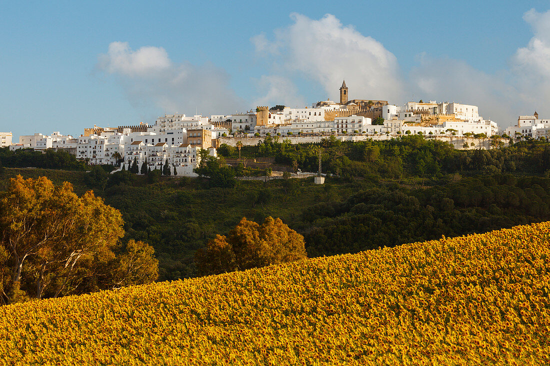 Sonnenblumenfeld, Vejer de la Frontera im Hintergrund, Pueblo Blanco, Weißes Dorf, Provinz Cadiz, Andalusien, Spanien, Europa