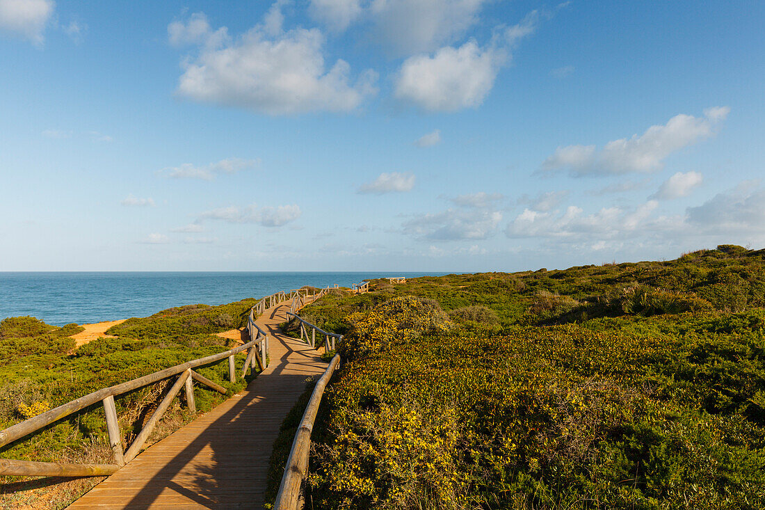 wooden pathway along the steep coast, Calas de Roche, near Roche, near Conil, Costa de la Luz, Atlantic Ocean, Cadiz province, Andalucia, Spain, Europe